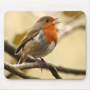 Sjunga Robin Musmatta
