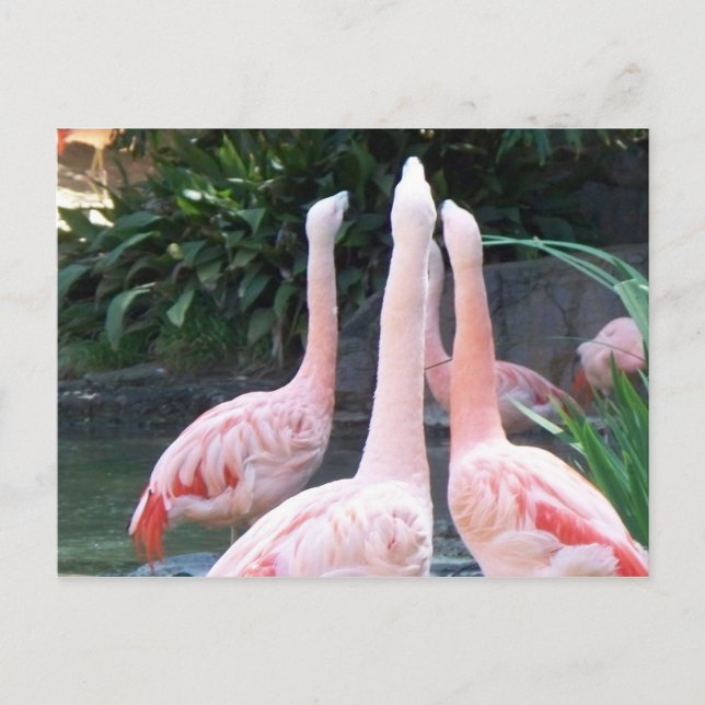 Sjungande Flamingos Vykort (Framsida)