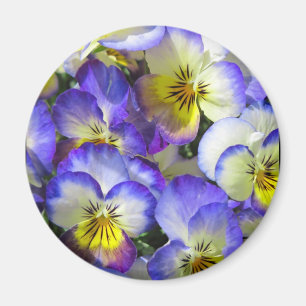Sjungande Pansies - magnet