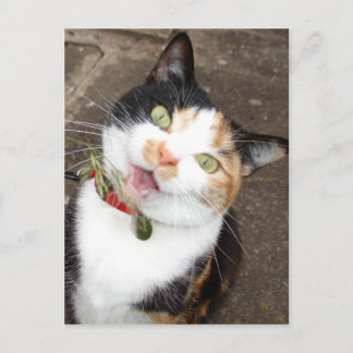 sjungande tabby vykort