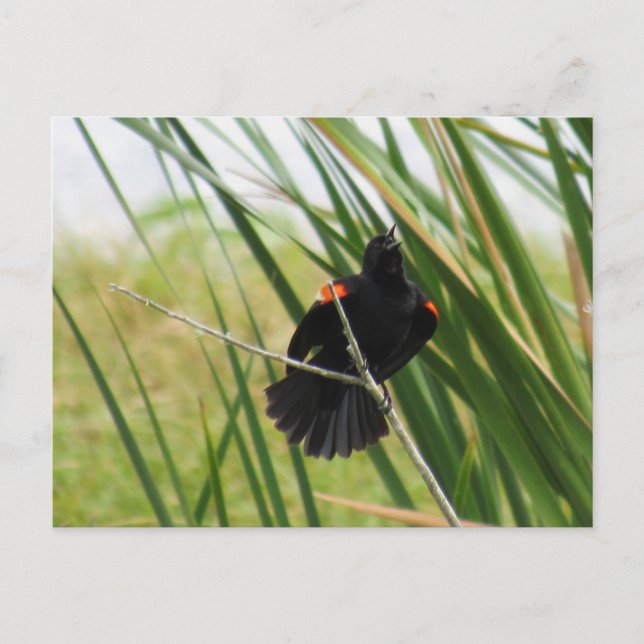 Sjuning Red-Winged Blackbird Photo Postcard Vykort (Framsida)