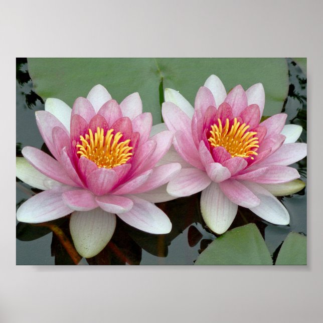 Sk poster med rosa flytande vattenlilja lotus (Framsidan)