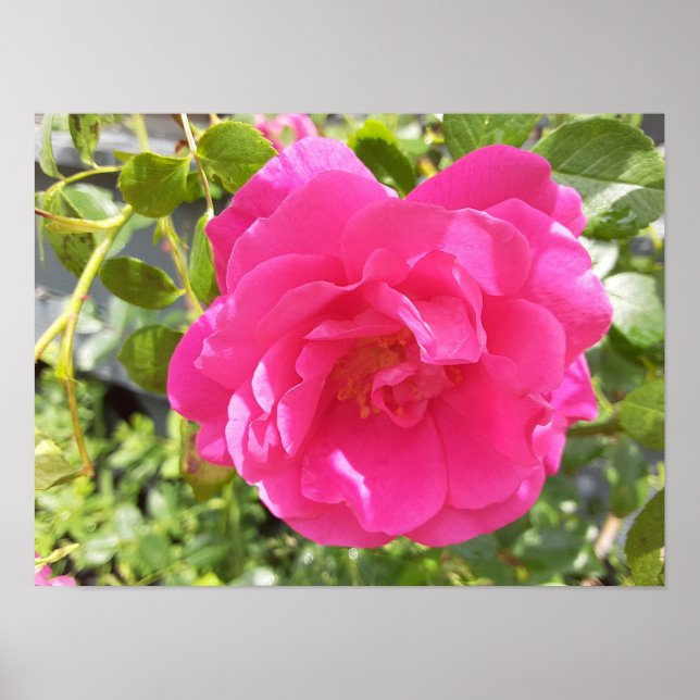 Sk poster med rosa ros (Framsidan)