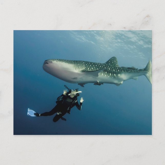 Ska jag gå och titta? vykort (Framsida)