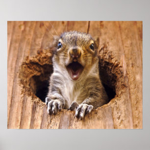 Skadad ekorre poster