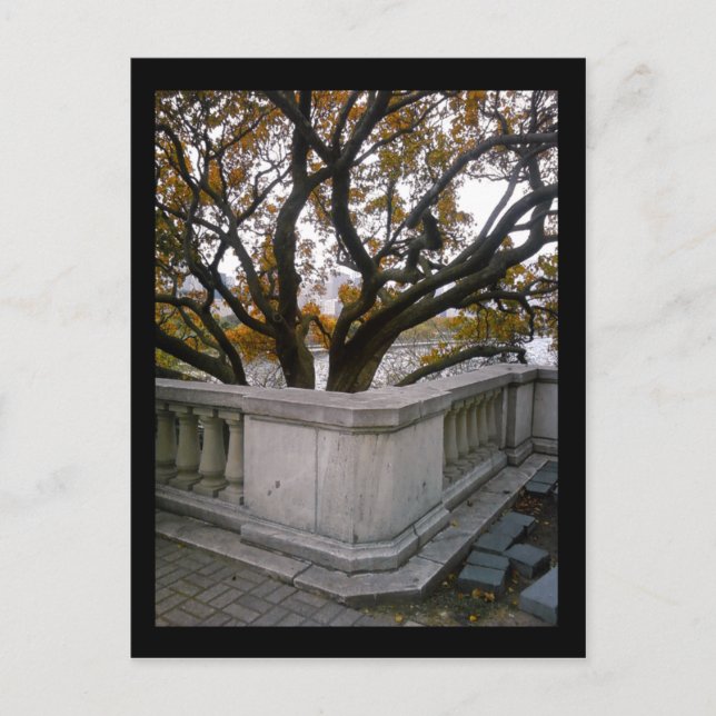 Skadat akvarium: höst vykort (Framsida)