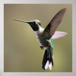 Skadligt hummingbird- Natature Photography Poster