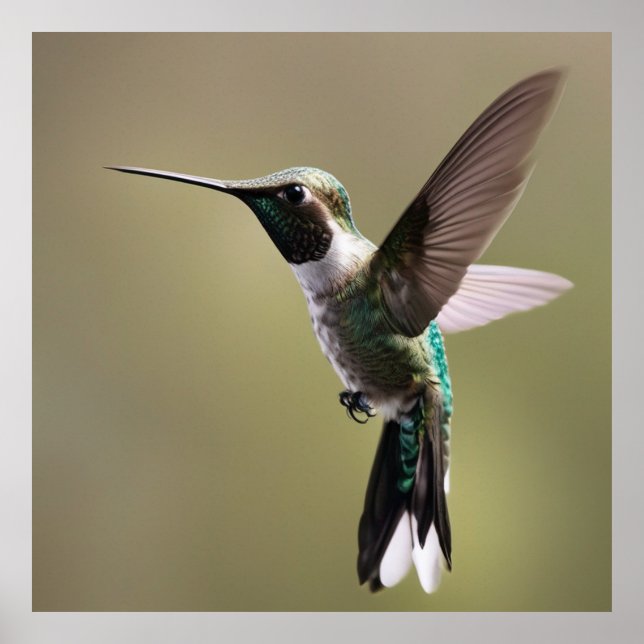 Skadligt hummingbird- Natature Photography Poster (Framsidan)