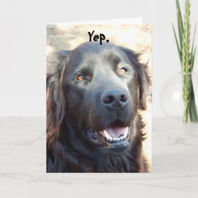 Skaffa dig ~Dog Humor Hälsning Kort (Framsida)