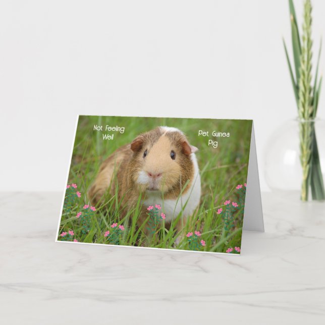 Skaffa ett bra kort för Pet Guinea (Framsida)