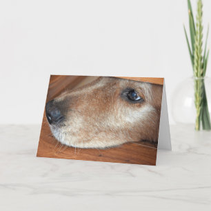 Skaffa snart Golden Retriever-sökning under dörren Kort