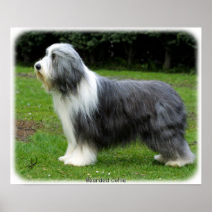 Skäggig Collie 8R002D-16 Poster