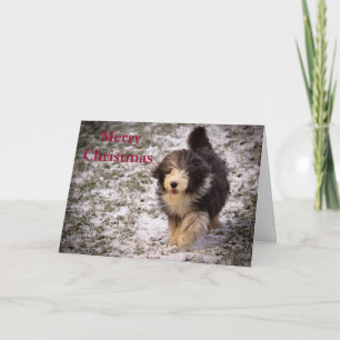 Skäggig Collie Helgkort
