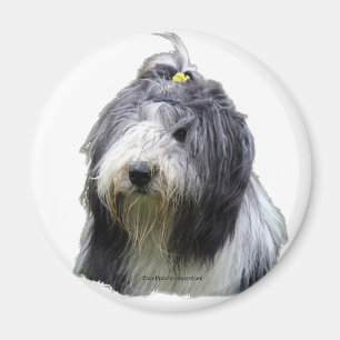 skäggig collie magnet