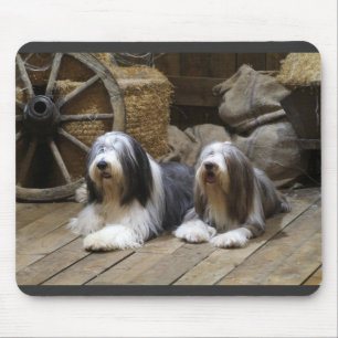 Skäggig Collie Musmatta