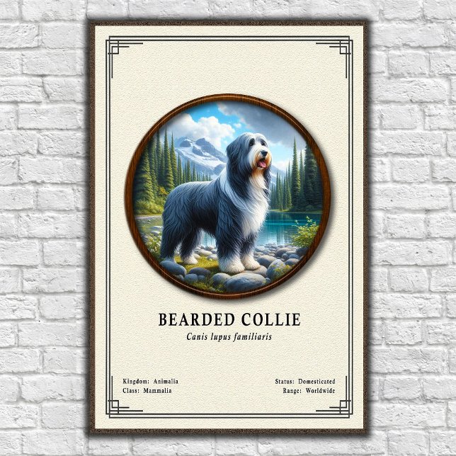 Skäggig Collie Zoologi Serie Poster (Skapare uppladdad)
