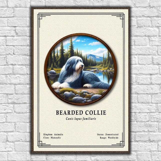 Skäggig Collie Zoologi Serie Poster (Skapare uppladdad)