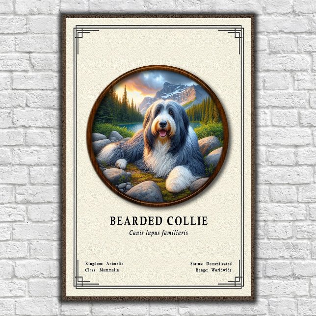 Skäggig Collie Zoologi Serie Poster (Skapare uppladdad)