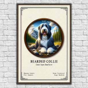 Skäggig Collie Zoologi Serie Poster