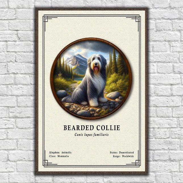 Skäggig Collie Zoologi Serie Poster (Skapare uppladdad)