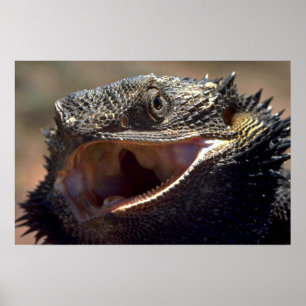 Skäggig drake, Australien Poster