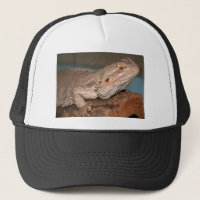 Skäggig drake