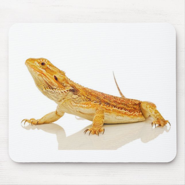 Skäggig drake musmatta (Framsidan)