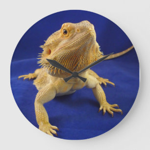 Skäggig drake på blått stor klocka
