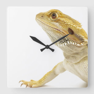 Skäggig drake (Pogona Vitticeps) Fyrkantig Klocka