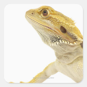 Skäggig drake (Pogona Vitticeps) Fyrkantigt Klistermärke
