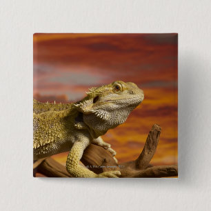 Skäggig drake (Pogona Vitticeps) på gren, Knapp