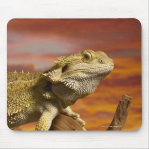 Skäggig drake (Pogona Vitticeps) på gren, Musmatta