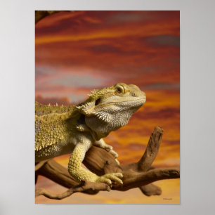 Skäggig drake (Pogona Vitticeps) på gren, Poster