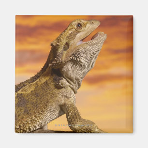 Skäggig drake (Pogona Vitticeps) på sten, Magnet