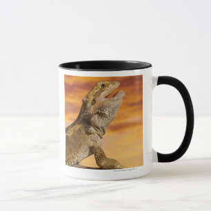 Skäggig drake (Pogona Vitticeps) på sten, Mugg