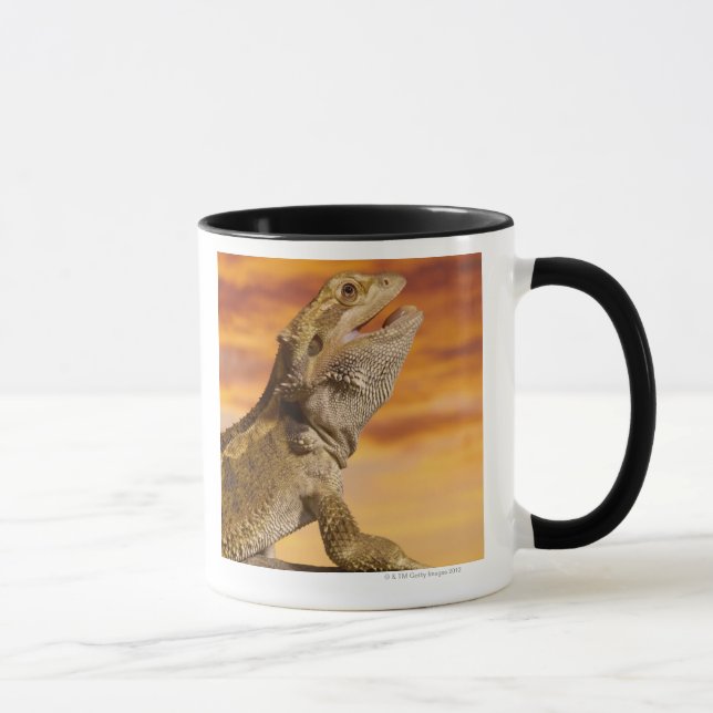 Skäggig drake (Pogona Vitticeps) på sten, Mugg (Höger)