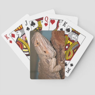 Skäggig drake spel kort