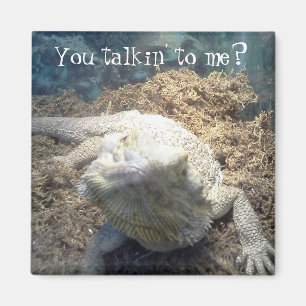 Skäggig drakemagnet magnet