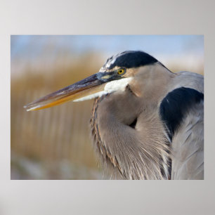 Skäggig Heron Poster