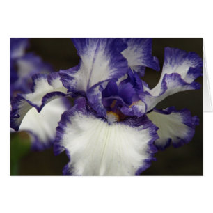 Skäggig Iris Hälsningskort