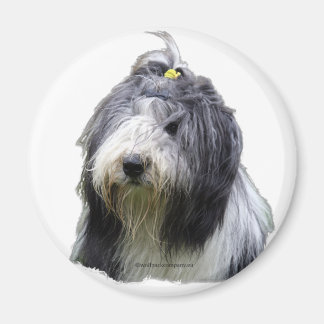 skäggig kollie magnet