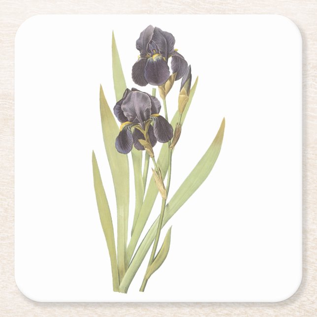 skäggiliris (Iris germanica) av Redouté Underlägg Papper Kvadrat (Framsidan)