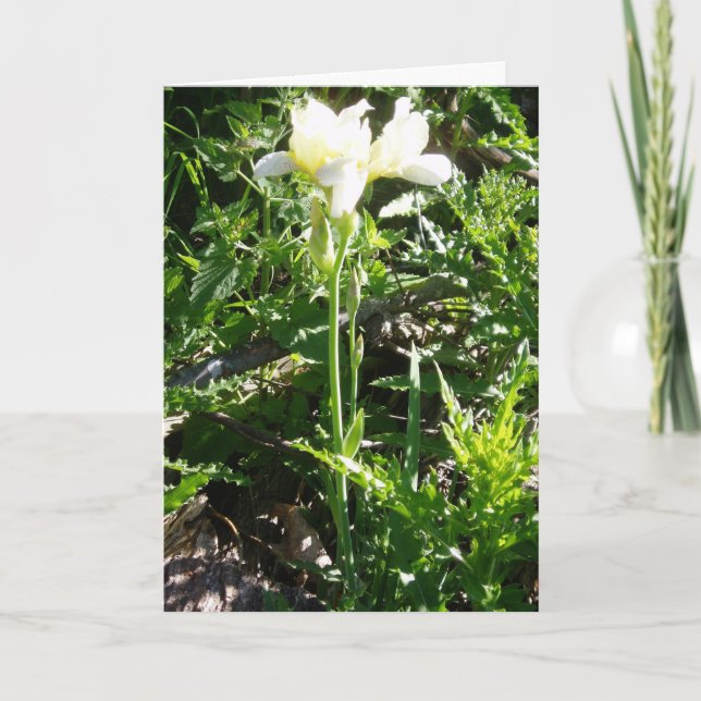 "Skägglig Goldkist-Iris" Påskkort Kort (Framsida)