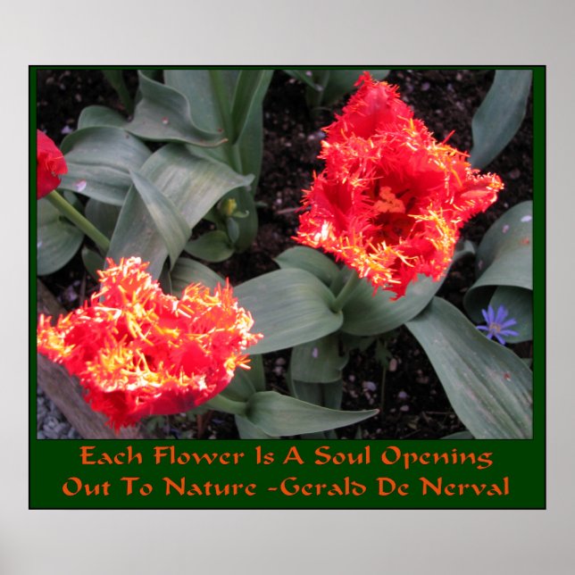 Skagit Valley Tulip Festival Poster (Framsidan)