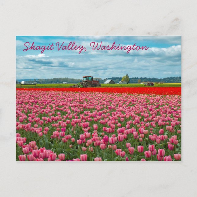 Skagit Valley Tulip Vår Vykort (Framsida)