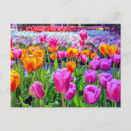 Skagit Valley Tulip-vykort Vykort