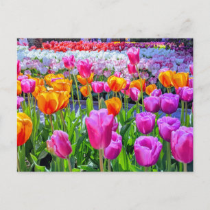 Skagit Valley Tulip-vykort Vykort