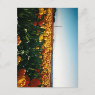 Skagit valley tulips vykort