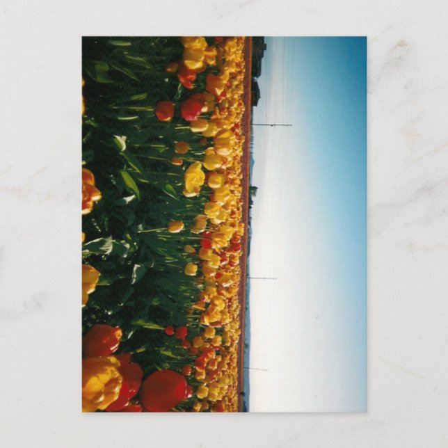 Skagit valley tulips vykort (Framsida)