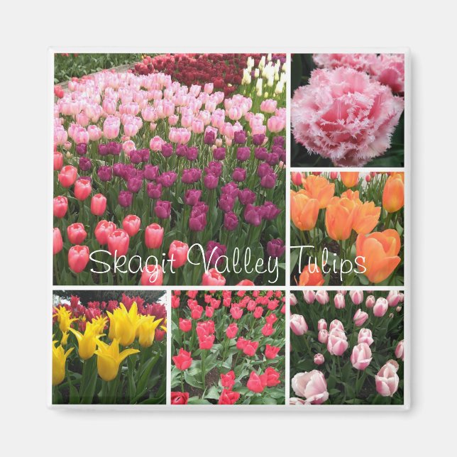 Skagit Valley, WA tulips magnet (Framsidan)